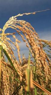 Presiden Jokowi Menuju Indramayu; Siap Hadiri Panen Raya 