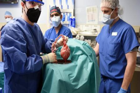  Jerman: Tahun 2025 Siap Kloning Babi Untuk Transplantasi Jantung Manusia