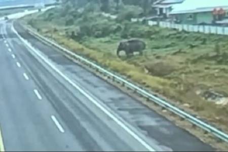 Viral Gajah Sumatra Melintas Jalan Tol Pekanbaru-Dumai, BBKSDA Riau Ungkap Penyebabnya