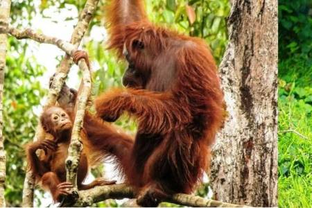 Kiehl’s Gencarkan Kampanye Kembalikan Hutan kepada Orang Utan 