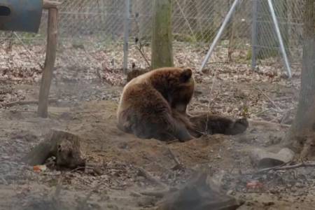 Nasib Beruang-Beruang Suaka di Ukraina