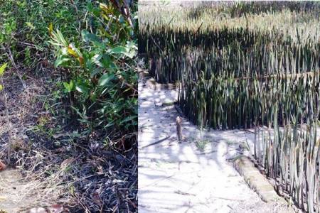ICDX Targetkan Penanaman 1 Juta Pohon Mangrove untuk Penurunan Emisi Karbon