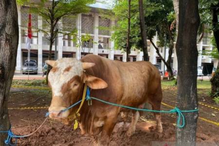 Gereja Katedral Jakarta Sumbang Sapi untuk Masjid Istiqlal pada Hari Raya Idul Adha 1445H