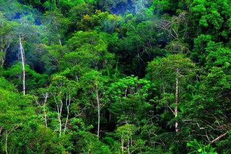 Transtoto: Kebijakan Kompromi dalam Pengelolaan Sumber Daya Alam Hutan dan Ekosistem Lingkungan
