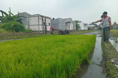 Menjaga Asa Petani Tetap Menyala, Dukungan Ekosistem Pupuk Indonesia Semakin Nyata   