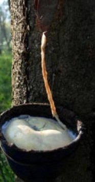 Indonesia Punya TFKN; Siap Atasi Anjloknya Harga Karet Dunia