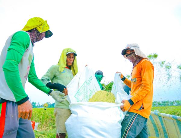 Mentan Amran Beberkan Penyebab Harga Beras Masih di Atas HET Meski Stok Surplus