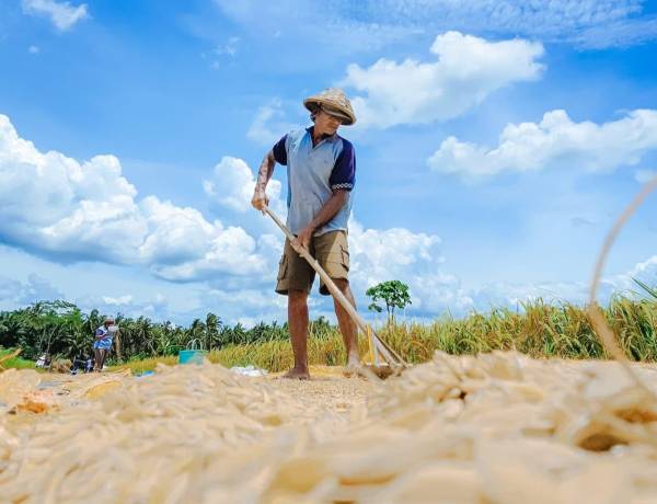 Kesejahteraan Petani Kian Meningkat, Nilai Tukar Petani September Tembus 124,36