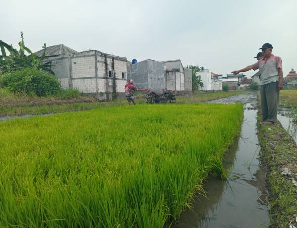 Menjaga Asa Petani Tetap Menyala, Dukungan Ekosistem Pupuk Indonesia Semakin Nyata   