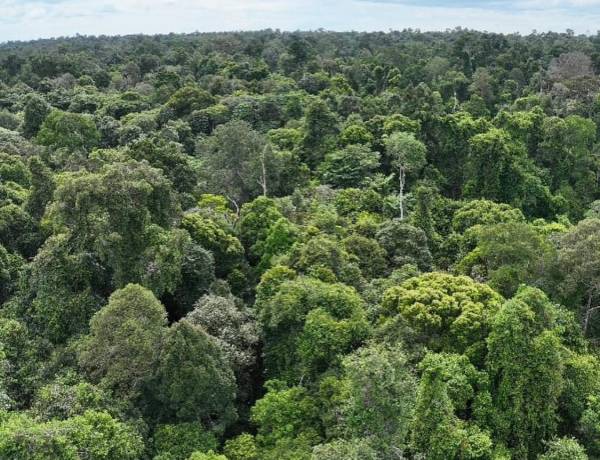 Hutan dan Ekosistem: Sistem Penunjang Kehidupan 