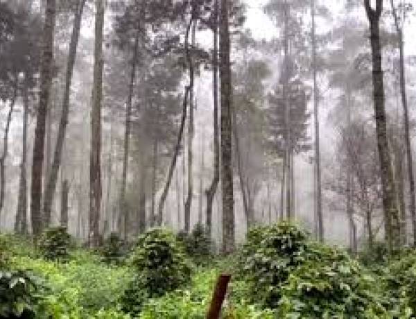 Memastikan Usia Pengelolaan Hutan Jati-Jawa Perum Perhutani
