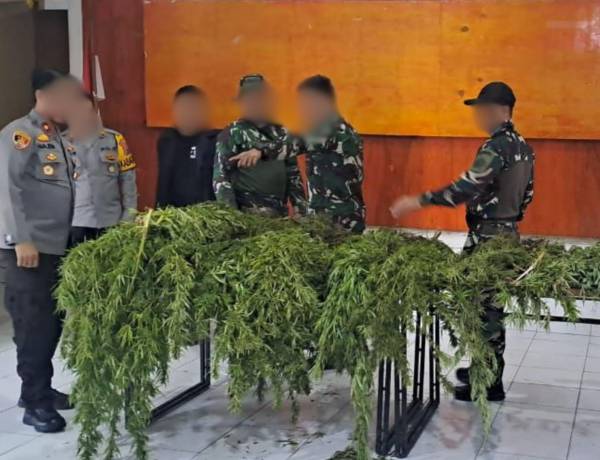 Satgas Swasembada Berhasil Ungkap Ladang Ganja di Pegunungan Bintang