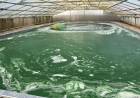 Pemanfaatan Microalgae, Mampu Serap Karbon Dioksida 10x-20x Dibandingkan Pohon