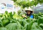 BRI Dorong Ketahanan Pangan dan Ekonomi Perkotaan melalui Program BRInita